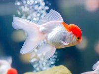 Guide to mixed breeding of goldfish