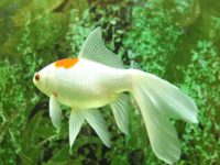 Which variety of goldfish is the easiest to keep?