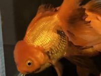 What is the reason for goldfish rotting back?