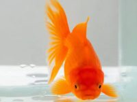 What causes goldfish to turn black?