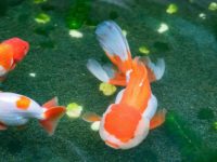 Is it still possible to save a goldfish from blackening?