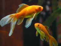 What do goldfish eat without feed?