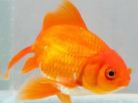 How can goldfish be fed without an oxygen pump?
