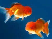 Can goldfish survive without a tail?