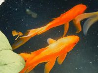 What's wrong with goldfish without scales?