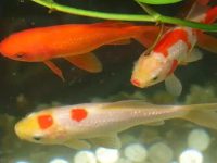 Do goldfish have wild ones?