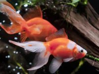 Do goldfish have parasites?