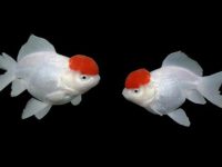Do goldfish lay eggs without a male fish?