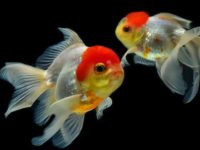 What's wrong with goldfish without scales?