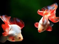 Goldfish courtship behavior