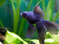 Do goldfish have intelligence?