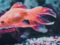 How long does a goldfish's memory last?