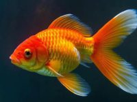 What foods should goldfish not eat?