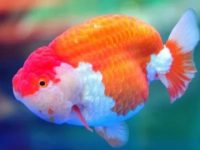 What if goldfish don't eat?