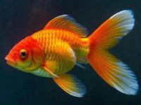 What foods should goldfish not eat?