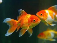 Do goldfish have intelligence?