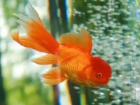 Can't goldfish be raised with tap water?
