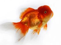 Can goldfish be kept with turtles?