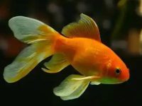 Are goldfish kept together with other fish?