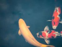 How big koi fish can get?