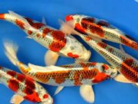 How long does a koi fish live
