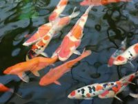 Average lifespan of a koi fish