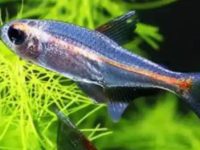 Neon tetra breeding