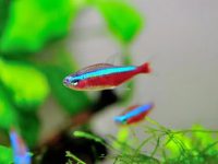 Neon tetra tank size