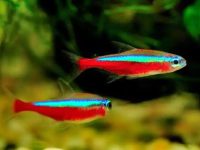 Neon tetra water temp