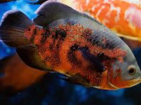 How long do oscar fish live?