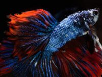 Can betta fish live with goldfish?