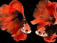 Can betta fish live with guppies?