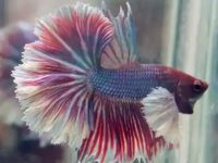 How many pellets to feed betta fish?