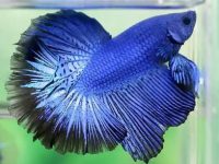 How to identify male and female betta fish?