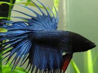 Optimum betta fish food