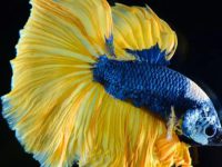 Best temperature betta fish