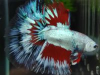Betta fish bloated belly