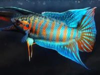 Betta fish bloated stomach