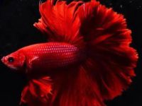 Betta fish fin rot cure
