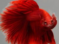 Betta fish tank live plants