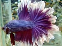 Can betta fish live together female and male?