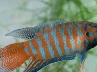 Can two female betta fish live together?