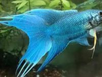 Do betta fish need a filtered tank?