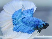 Do betta fish see in the dark?