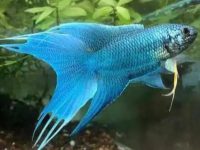 Does a betta fish need a filter?