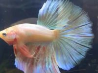 Dropsy in betta fish