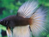 Fin rot betta fish