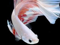 How big will betta fish get?