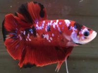 How do you change a betta fish water?