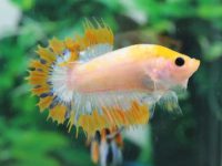 How do you treat fin rot in betta fish?